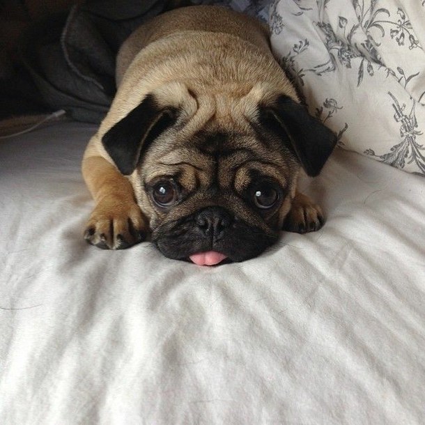 awn-baby-dog-lovely-Favim.com-2120183