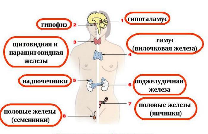 Какую пользу приносит голодание