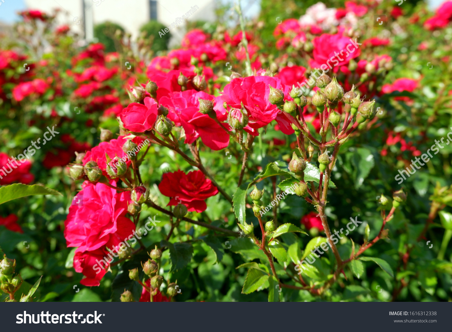 Several fresh pink blooming roses on rose bush close up view