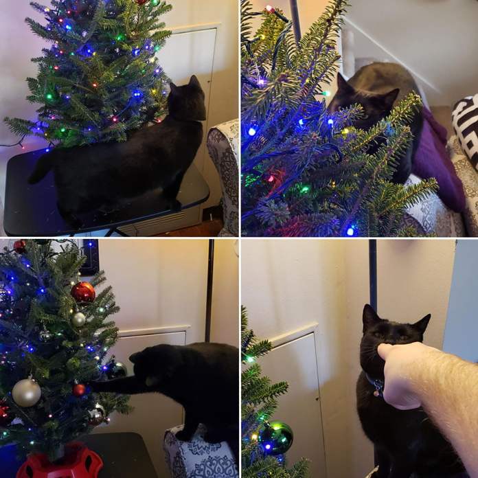 Без кота и жизнь не та