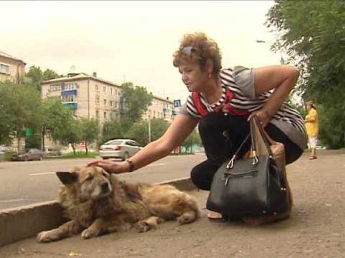 Собаки, которые всю жизнь были преданы людям