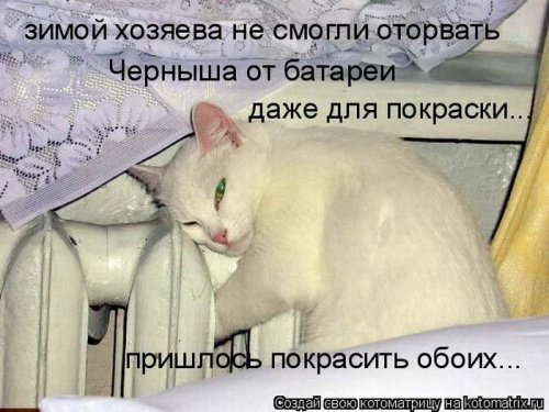 Лучшие котоматрицы за неделю