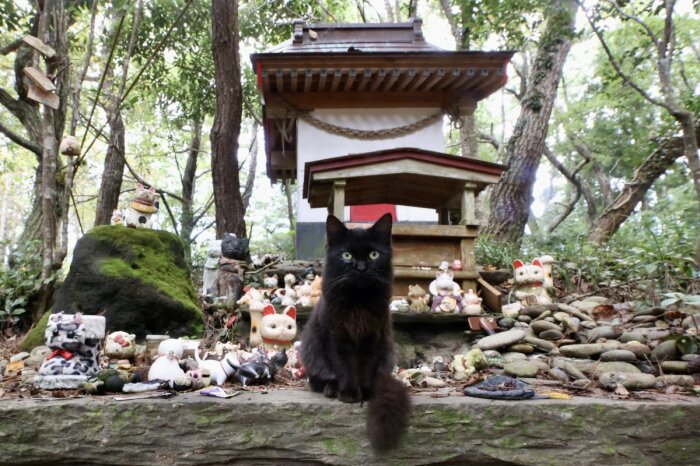 Как японцы отпугивают диких котов с помощью бутылок с водой животные,лайфхаки,полезные советы