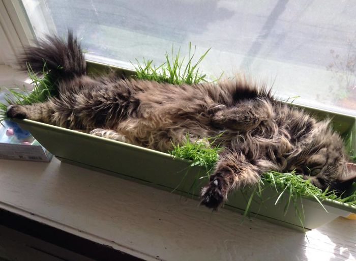 кошка спит в горшке с травой