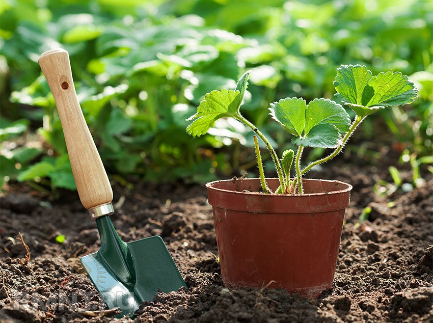 Земляника садовая — все о сортах и высадке