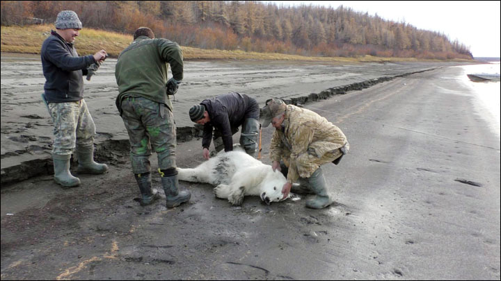 Найденного на реке Колыма белого медвежонка могут привезти в Москву