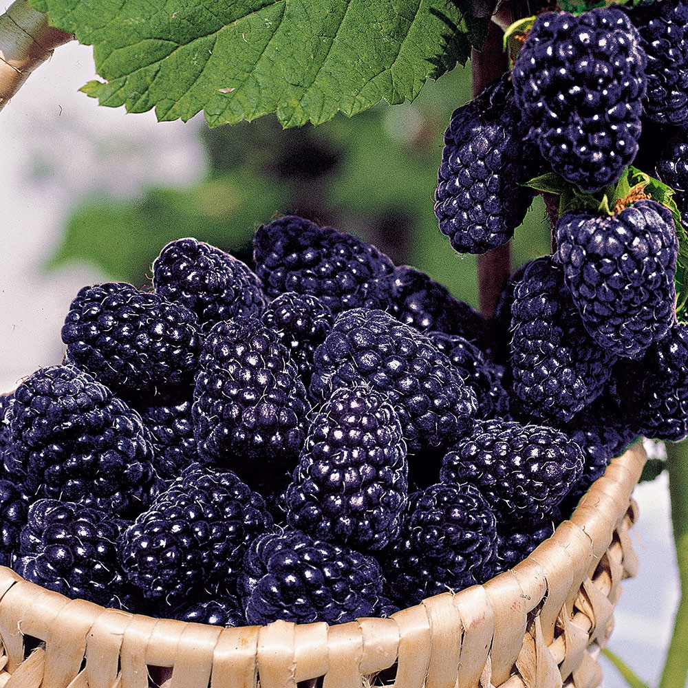 Ежемалина кумберленд. Ежемалина кумберленд. Ежевика кумберленд. Саженец малина кумберленд. Малина черноплодная кумберленд.