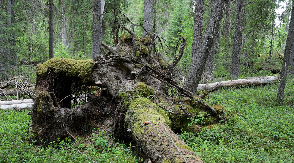 Двинско-Пинежский заказник: как исчезают первозданные леса путешествие,Россия,туризм,экология