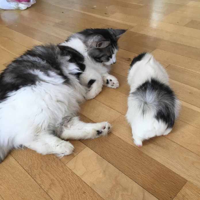 Без кота и жизнь не та