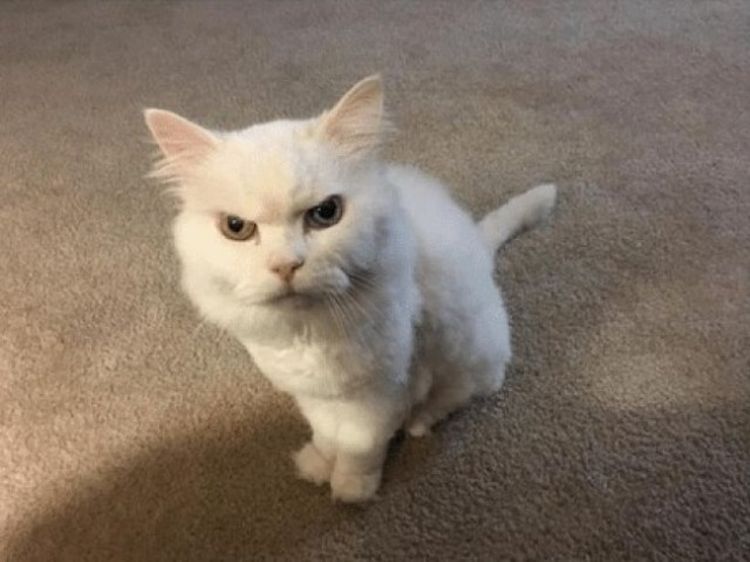 Самые дерзкие и нахальные коты, которые не собираются никого слушать! Самые дерзкие и нахальные коты, которые не собираются никого слушать!