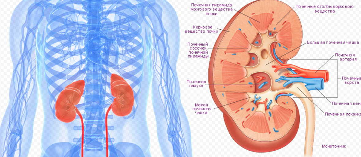 Три способа очистки почек от камней - сейчас самое время!
