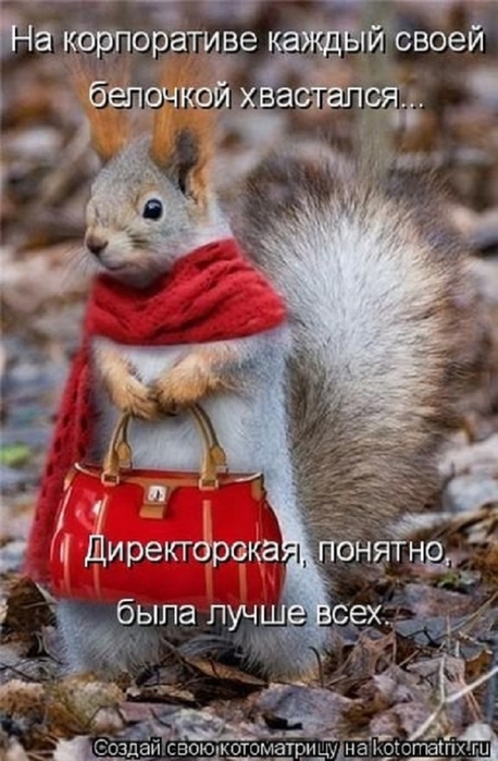 ВЕСЁЛЫЕ ЗВЕРЮШКИ ))) ВЕСЁЛЫЕ ЗВЕРЮШКИ ))) веселые картинки,животные,позитив,Смешные животные