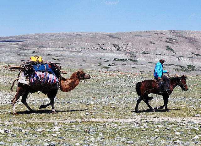Монгол ведет верблюда недалеко от городка Баян-Улгий