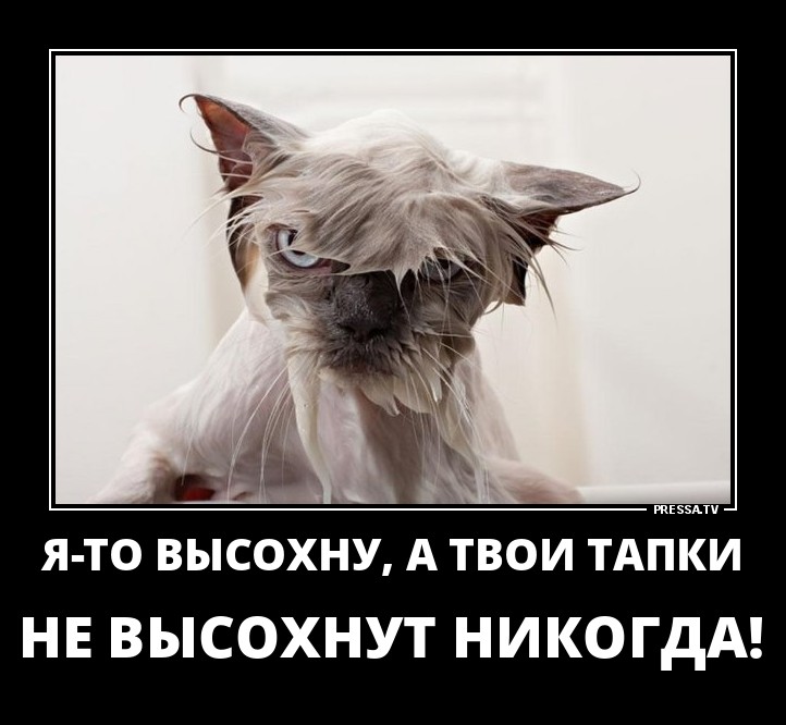 Невероятно умный не просохшая. Я то высохну. Я высохну а твои тапки никогда. Твои тапки никогда не будут сухими. Демотиваторы мокрые коты.