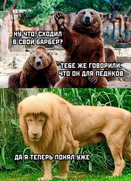 Зверский юмор Зверский юмор