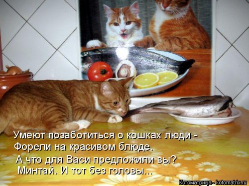 Новая котоматрица 