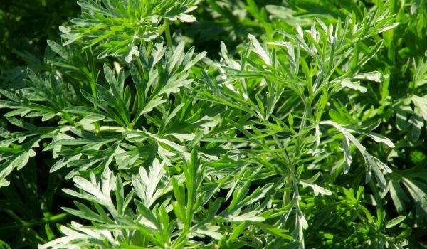 магические свойства полыни