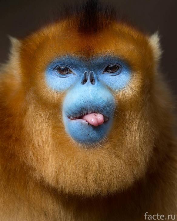 обезьяна с языком