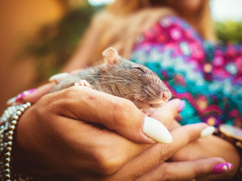 Милых грызунов впервые вынесли на природу. И они счастливы грызуны, животные, милота, природа, свобода, счастье