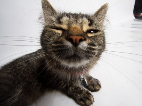 Смешные любопытные кошки, попавшие в объектив фотокамеры Смешные любопытные кошки, попавшие в объектив фотокамеры