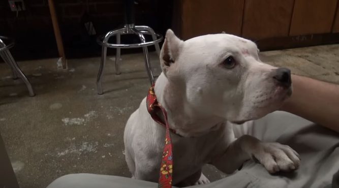 8-stray-pit-bull-puppies-667x370