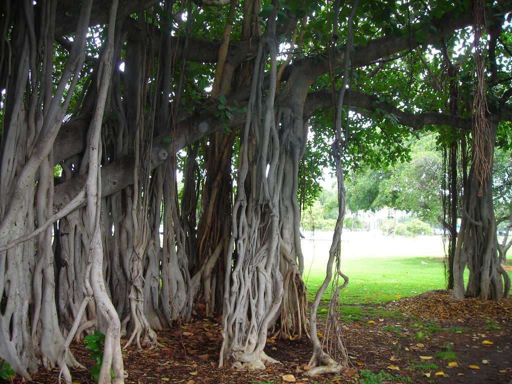 Уникальное дерево  людей в Индии дерево, баньян, деревом, Великий, Баньян, называли, «баньян», дерева, название, ветвей, единственное, вырастает, сначала, образом, следующим, происходит, непосредственно7, обозначать, стало, слово