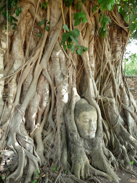 Деревья-убийцы