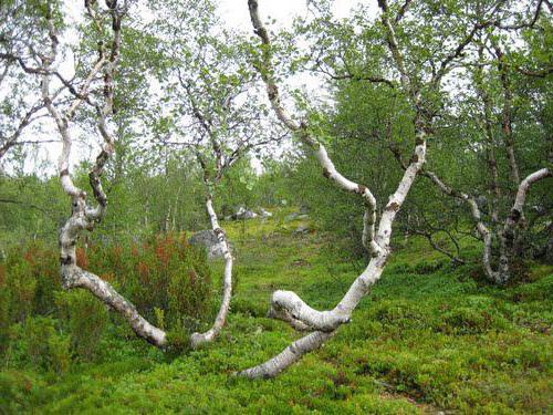 Природа, растения и животные Мурманской области: список и интересные факты