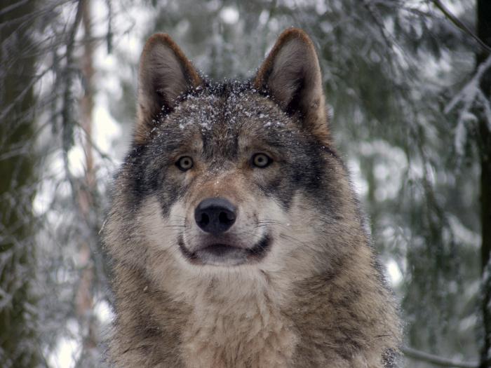Воющий волк… А стоит ли бояться?