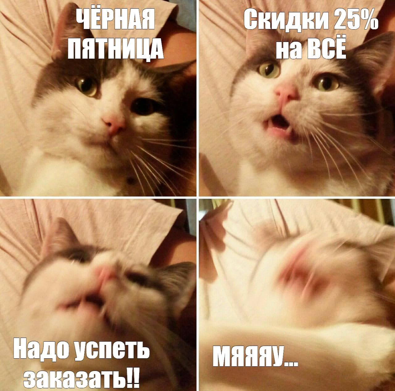 кошка мем