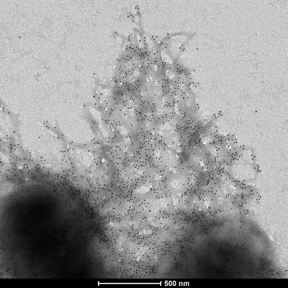 gold-nanoparticles-pressure-sensitive-domes-constructed-by-Duke-engineered-bacteria