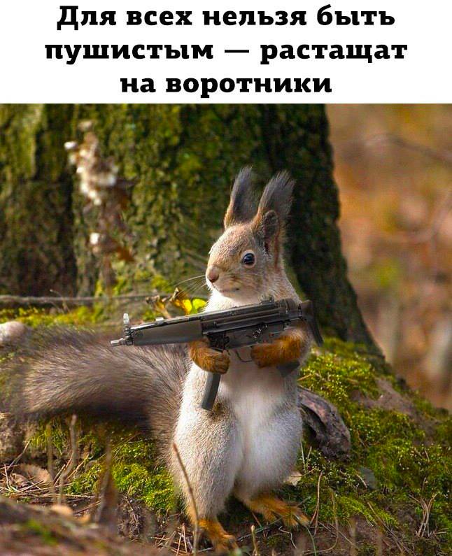 Для открытки, открытки про белок