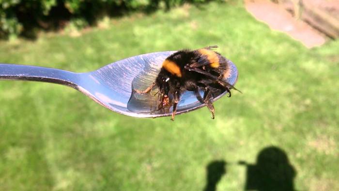Даже пчелу можно покормить из ложечки.