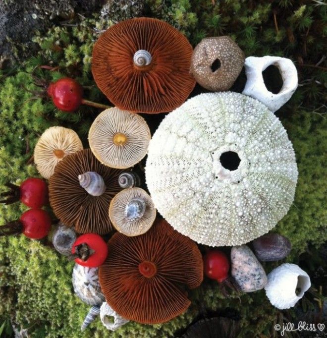 Удивительно красочные грибы вполне могут претендовать на танцевальную площадку для крошечных волшебных созданий.