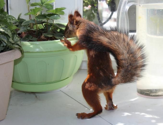 Животные, белка, позитив