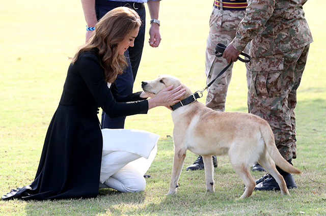 Кейт Миддлтон и принц Уильям приняли участие в дрессировке собак в кинологическом центре в Исламабаде Кейт Миддлтон и принц Уильям приняли участие в дрессировке собак в кинологическом центре в Исламабаде Монархии