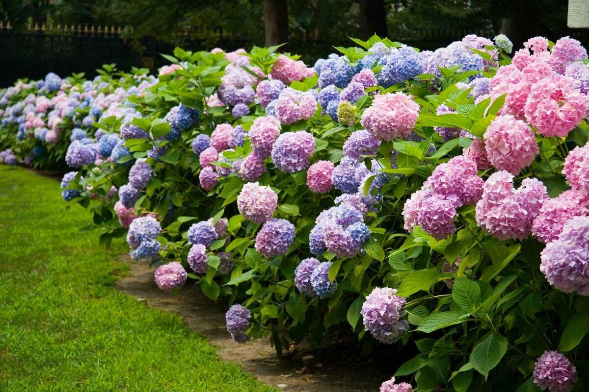 Красиво цветущие цветы фото и названия для сада