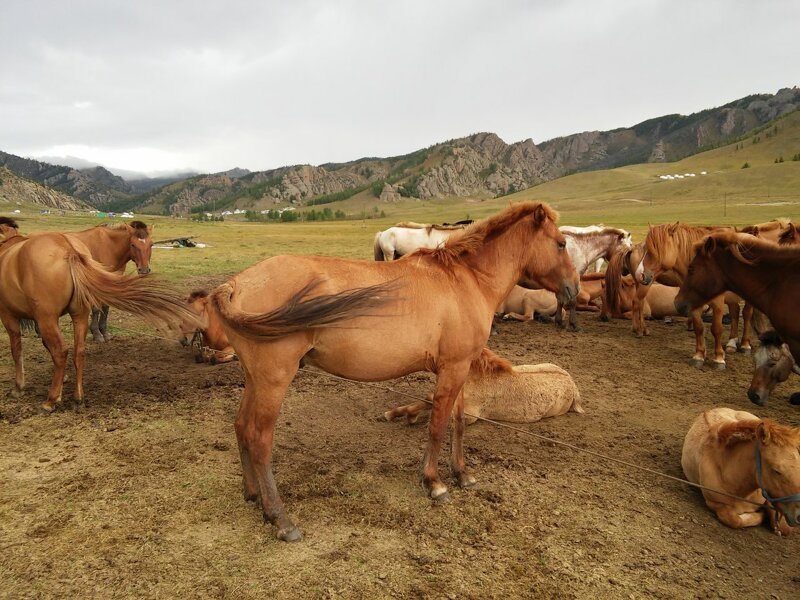 Фотозарисовки жизни в Монголии Фотозарисовки жизни в Монголии
