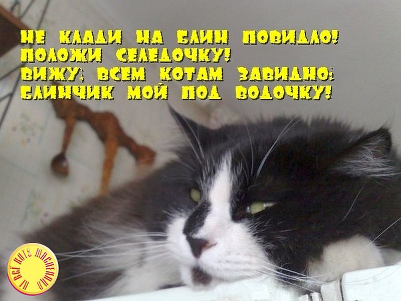 Выражение не все коту масленица. Масленичный кот. Масленица коты. Кот и Масленица картинки. Масленица котики картинки.