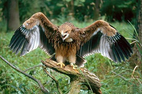Орел-могильник: птица на грани исчезновения