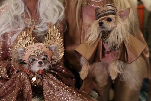 В Нью-Йорке прошёл ежегодный показ мод с участием собак mir-interes.info