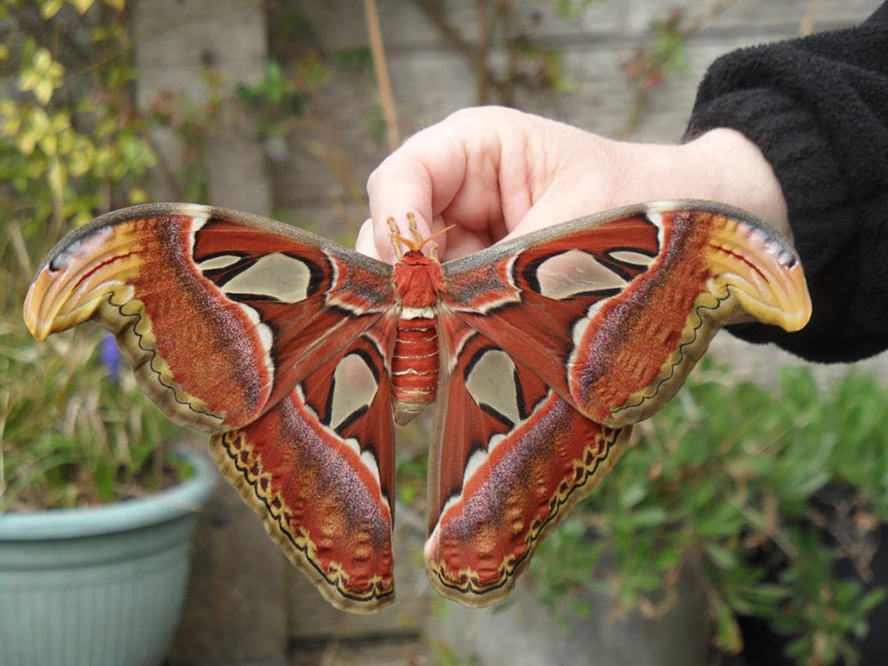 Павлиноглазка атлас Attacus Atlas