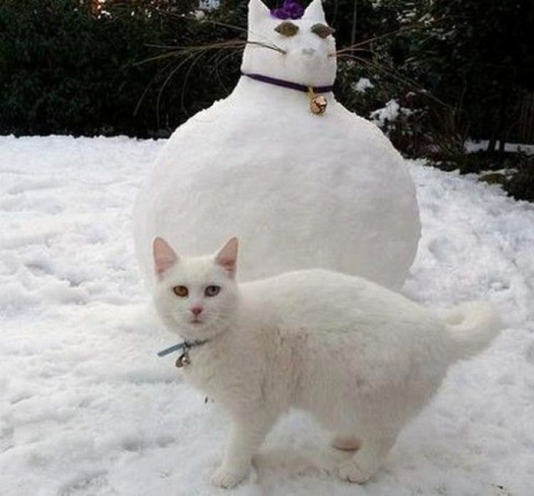 Самые дерзкие и нахальные коты, которые не собираются никого слушать! Самые дерзкие и нахальные коты, которые не собираются никого слушать!