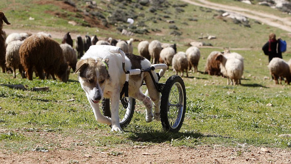 Иорданская пастушья собака по кличке Абайед