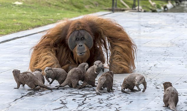 Дружба семьями: в бельгийском зоопарке семейство орангутанов подружилась с семьей выдр 