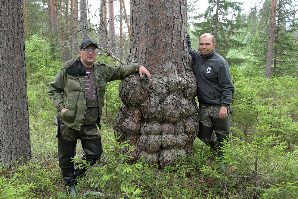 Двинско-Пинежский заказник: как исчезают первозданные леса путешествие,Россия,туризм,экология