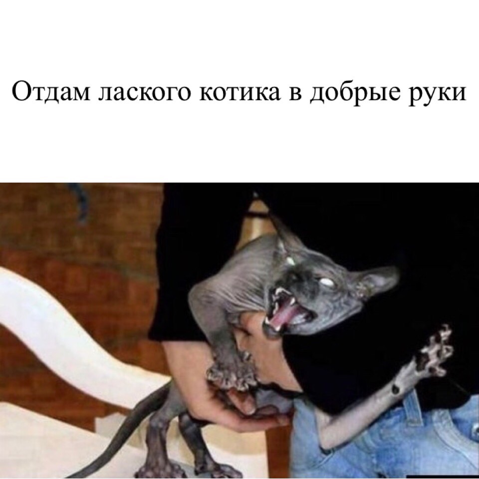 Настоящий джентельмен - это тот, кто кошку всегда называет кошкой, даже если он о нее споткнулся и упал...)) Настоящий джентельмен - это тот, кто кошку всегда называет кошкой, даже если он о нее споткнулся и упал...)) веселые картинки