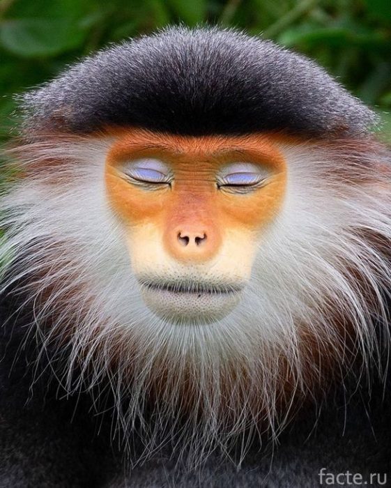 Мимика животных, похожая на человеческую Мимика животных, похожая на человеческую животные,интересное,природа,фотография