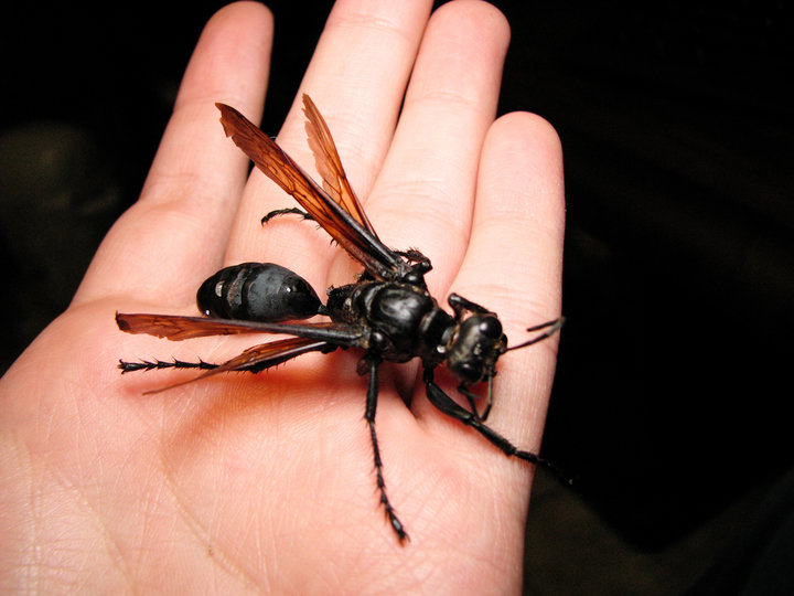 Самые большие насекомые в мире: фото