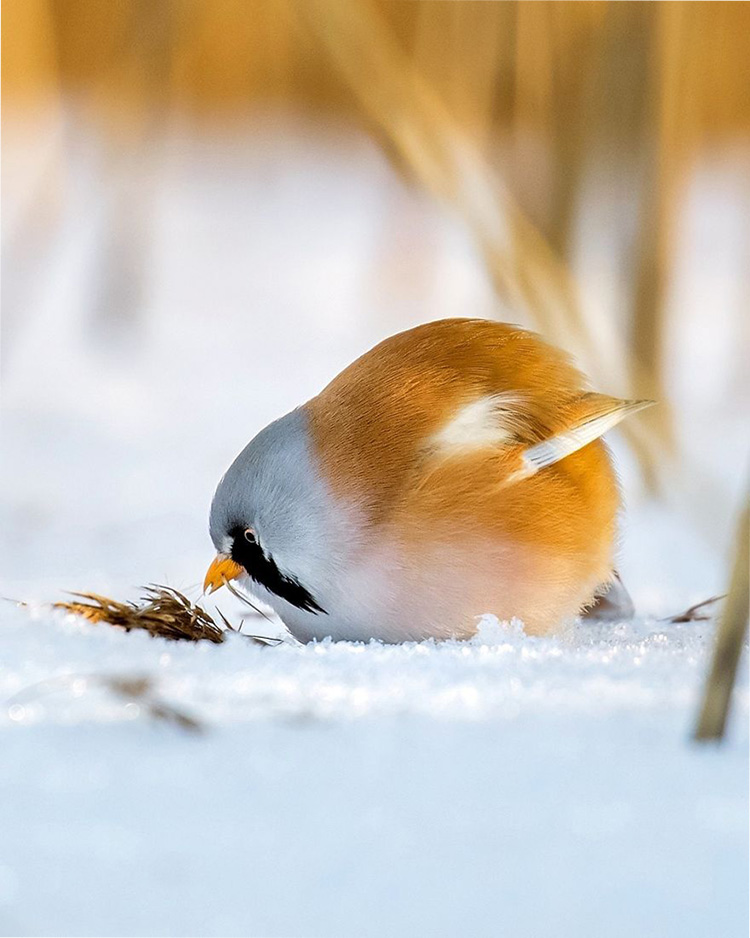    Angry Birds    4